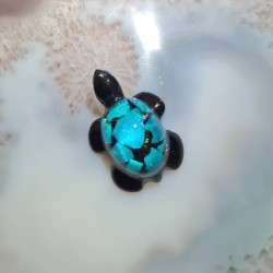 Tortue Chrysocolle 16